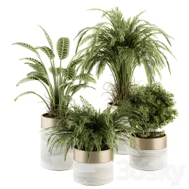 Indoor plant plant set in pot